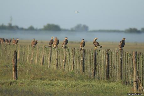 Chascomús (noviembre de 2020)
