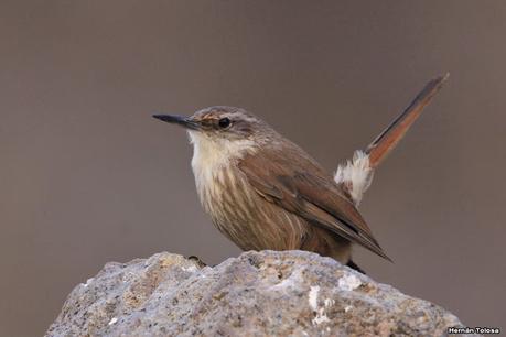 Bandurrita pico recto (Ochetorhynchus ruficaudus) Bandurrita pico recto (Ochetorhynchus ruficaudus)