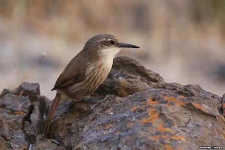 Bandurrita pico recto (Ochetorhynchus ruficaudus) Bandurrita pico recto (Ochetorhynchus ruficaudus)