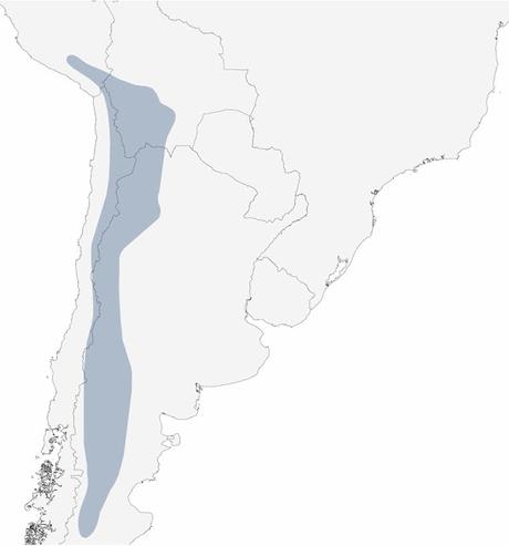 Bandurrita pico recto (Ochetorhynchus ruficaudus) Bandurrita pico recto (Ochetorhynchus ruficaudus)