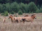 Caballos salvajes reaparecen Chernobyl años después explosión