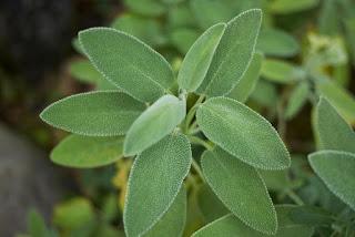 Como Cultivar SALVIA (Video)