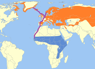 Collalbas en migración Collalbas en migración