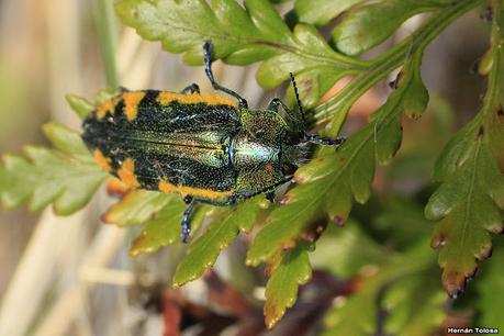 (Hypoprasis elegans)