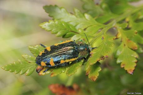 (Hypoprasis elegans)