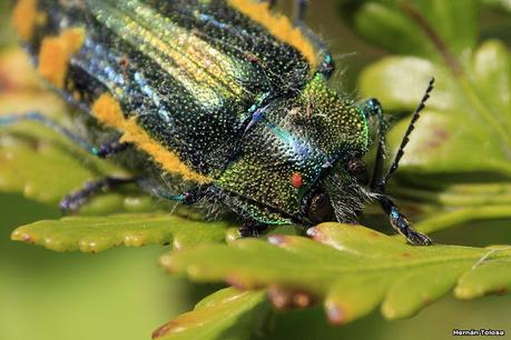 (Hypoprasis elegans)