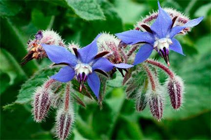 Borraja ( Borago officinalis L. ) , propiedades, beneficios y usos