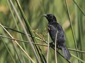 Varillero negro (Agelasticus cyanopus)