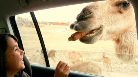 Los zoos más desconocidos cerca de Madrid