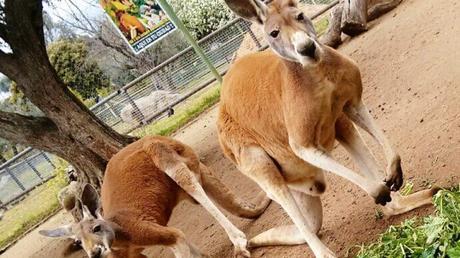 Los zoos más desconocidos cerca de Madrid