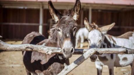 Los zoos más desconocidos cerca de Madrid