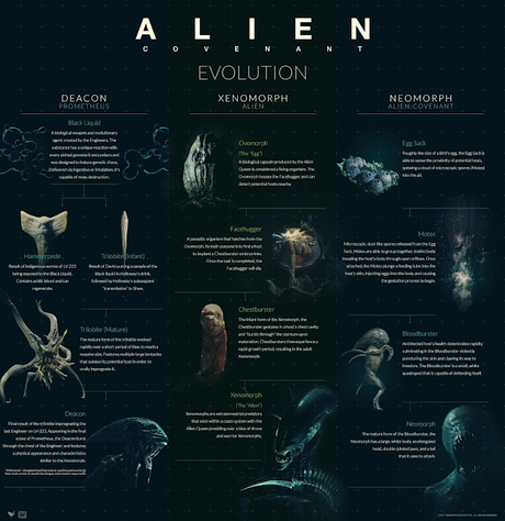 Infografía de Alien (II): Ciclo vital y evoluciones según película
