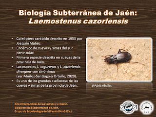 Biología Subterránea de Jaén (II) Biología Subterránea de Jaén (II)