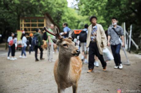 El templo Todaiji, visita imprescindible en Nara