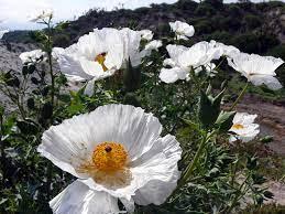 Chicalote o cardo  , propiedades, beneficios y usos