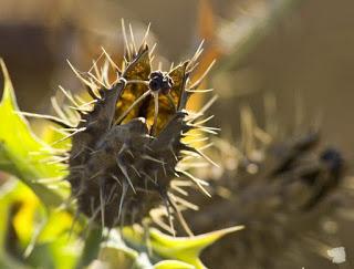 Chicalote o cardo  , propiedades, beneficios y usos