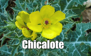 Chicalote o cardo  , propiedades, beneficios y usos