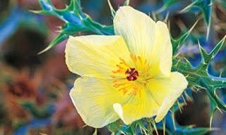 Chicalote o cardo  , propiedades, beneficios y usos