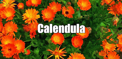 CALENDULA (Calendula officinalis L) , propiedades, beneficios y usos -  Paperblog