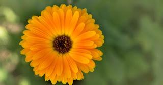 CALENDULA (Calendula officinalis L)   , propiedades, beneficios y usos
