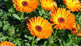 CALENDULA (Calendula officinalis L)   , propiedades, beneficios y usos