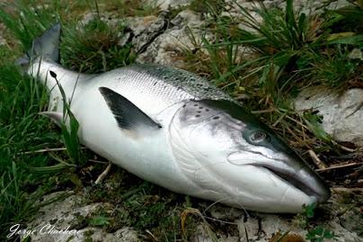 El salmón se extingue ante nuestros ojos El salmón se extingue ante nuestros ojos