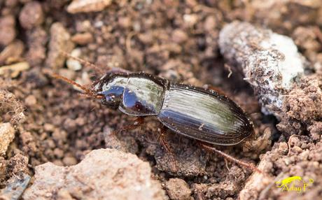 Harpalus sp