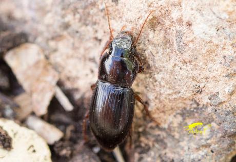 Harpalus sp
