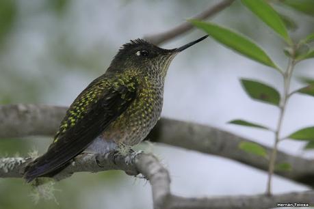 Yuco (abril de 2021)