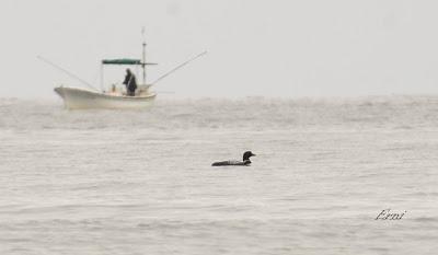 LOS COLIMBOS PEREZOSOS