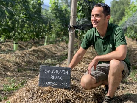 Vinos de altura, más que una tendencia Vinos de altura, más que una tendencia