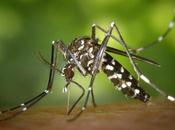 Getafe comienza campaña control mosquitos mosca negra ribera Manzanares