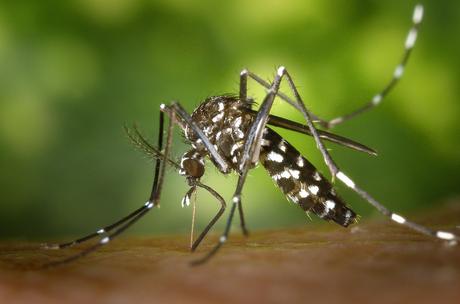 Getafe comienza la campaña de control de mosquitos y mosca negra en la ribera del Manzanares