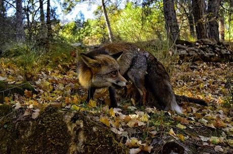 En Ruta por la Sierra de Cordoba Por Sierra Morena de Córdoba en busca de indicios de lobo por ...
