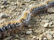 Aparece oruga procesionaria zona Tablas