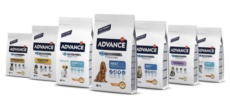 El sistema inmunitario, factor clave en la salud de las mascotas