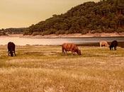 Vacas embalse