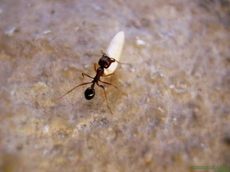 11 Formas de mantener las hormigas fuera de casa 2
