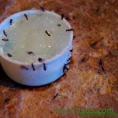 564095_10151030313627436_1525226756_n 11 Formas de mantener las hormigas fuera de casa 3
