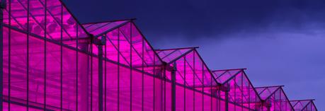 empresas de marihuana medicinal: 1 guía indispensable 26