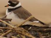 Limícolas pasando laredo