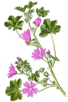 Malva ,  propiedades, beneficios y usos