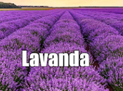 Lavanda propiedades, beneficios usos