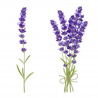 Lavanda ,  propiedades, beneficios y usos