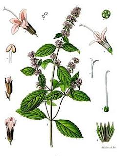 Mentha Sativa, Menta o Hierbabuena  , propiedades, beneficios y usos