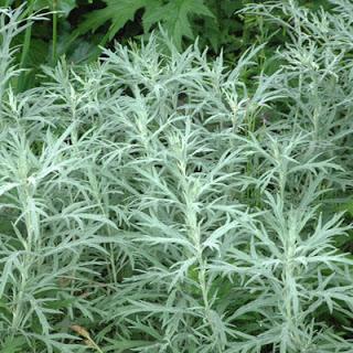 Artemisia ludoviciana , propiedades, beneficios y usos Artemisia ludoviciana , propiedades, beneficios y usos
