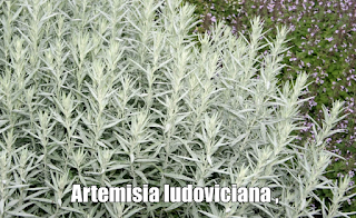 Artemisia ludoviciana , propiedades, beneficios y usos Artemisia ludoviciana , propiedades, beneficios y usos