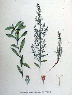 Artemisia ludoviciana , propiedades, beneficios y usos Artemisia ludoviciana , propiedades, beneficios y usos