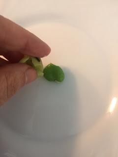 TAPA DE HUMMUS DE HABAS TIERNAS Y JAMON IBERICO