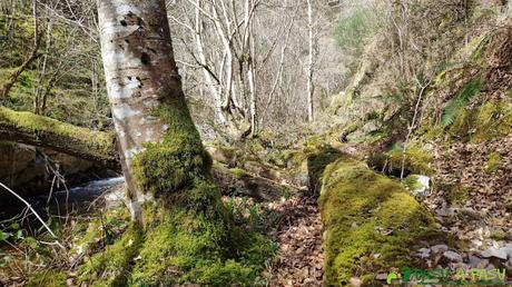 Árboles en el camino junto al río